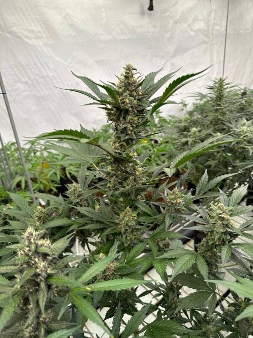 Lemon Cherry Cookies. Week 7
