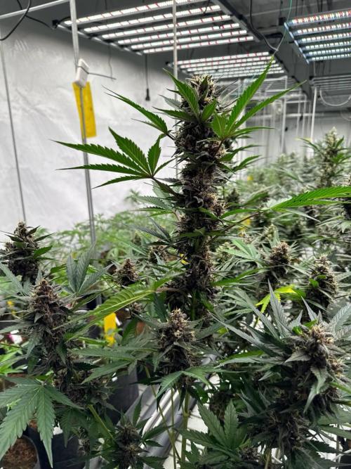 Lemon Cherry Cookies. Week 7