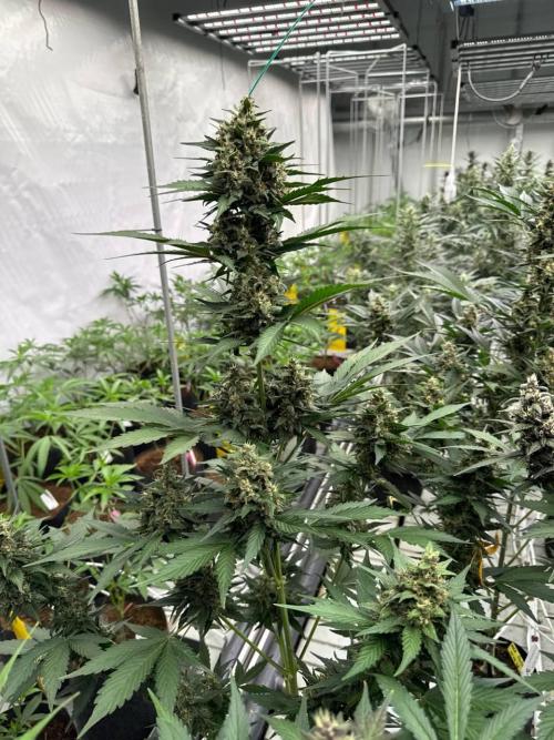 Lemon Cherry Cookies. Week 7
