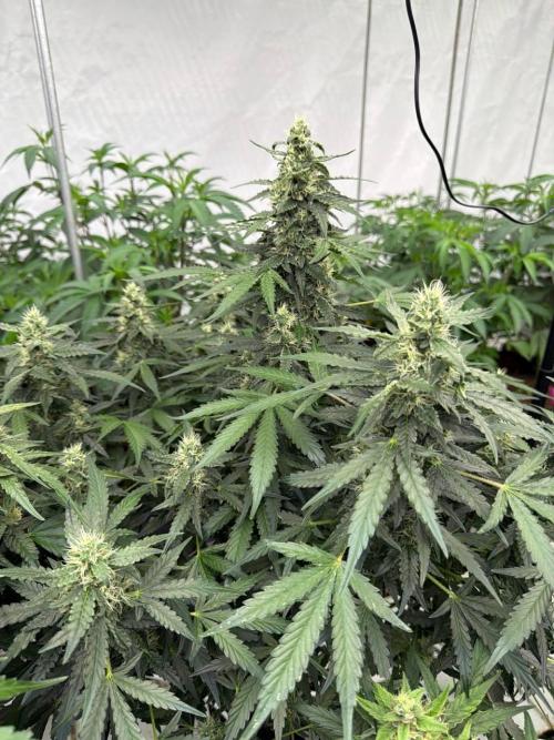 Amnesia Haze. Week 8