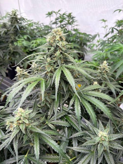 Amnesia Haze. Week 8