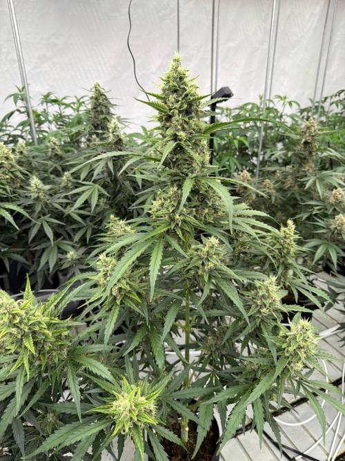 Amnesia Haze. Week 8