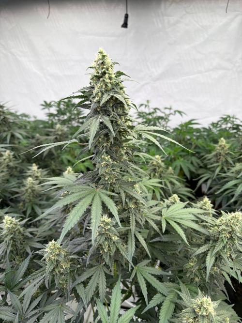 Amnesia Haze. Week 8