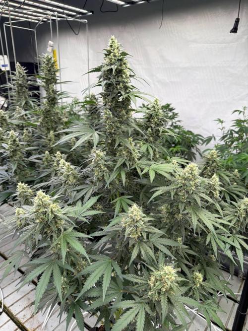 Amnesia Haze. Week 8