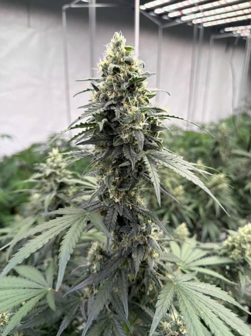 Amnesia Haze Auto. Week 8