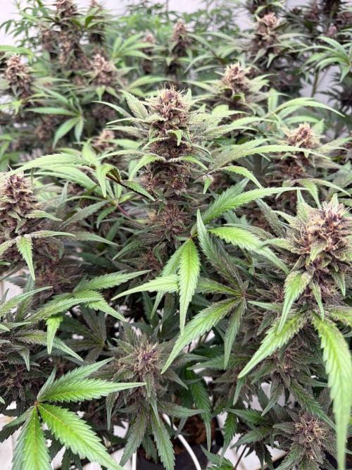 LSD-25. Week 8