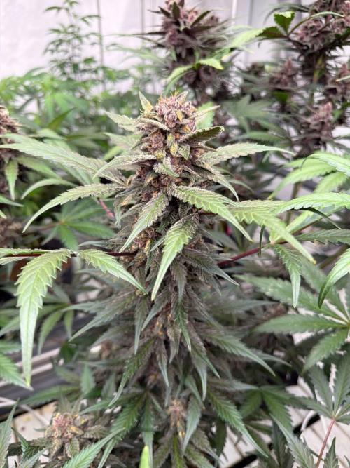 LSD-25. Week 8