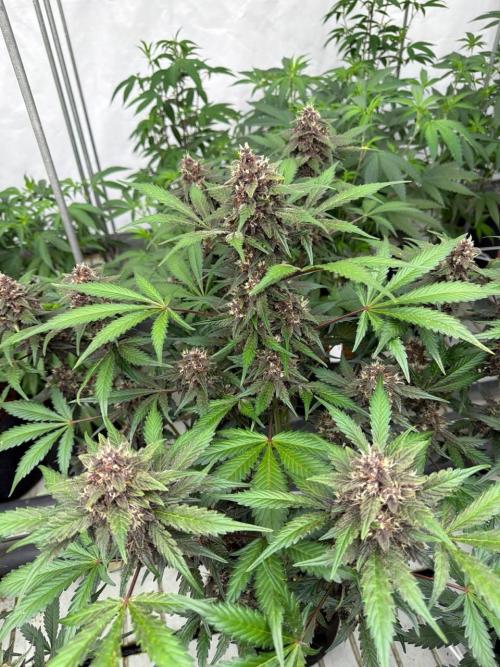 LSD-25. Week 8