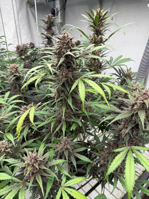 LSD-25. Week 8