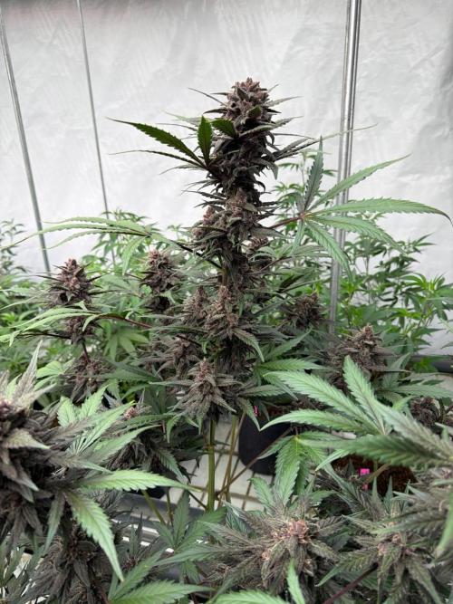 LSD-25. Week 8