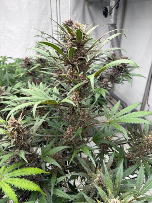 LSD-25. Week 8