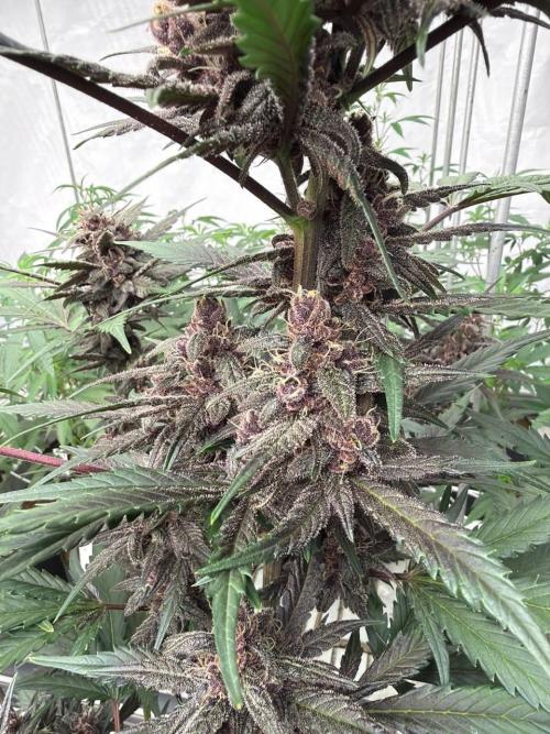 LSD-25. Week 8