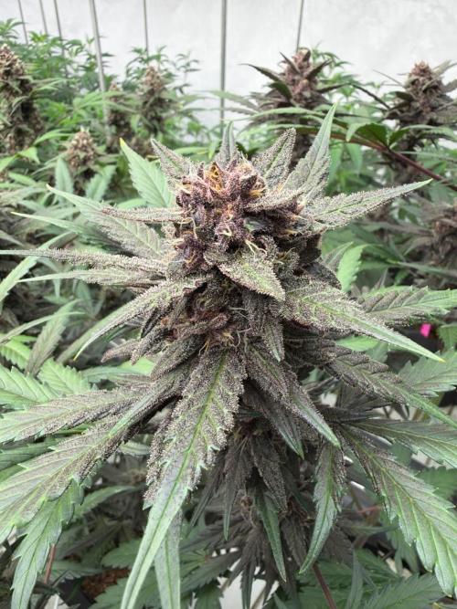 LSD-25. Week 8