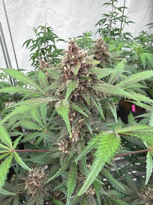 LSD-25 Auto. Week 8