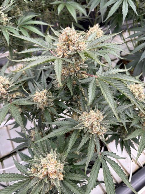 Cherry Cola RF3. Week 8