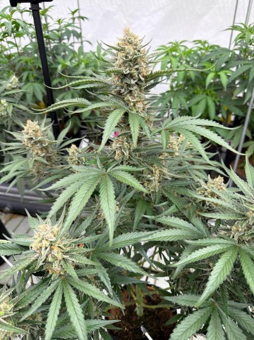 Cherry Cola RF3. Week 8