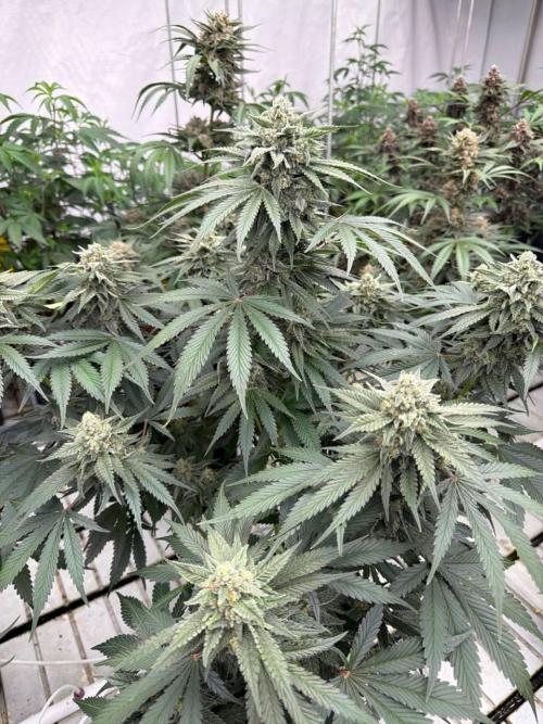 Cherry Cola RF3. Week 8