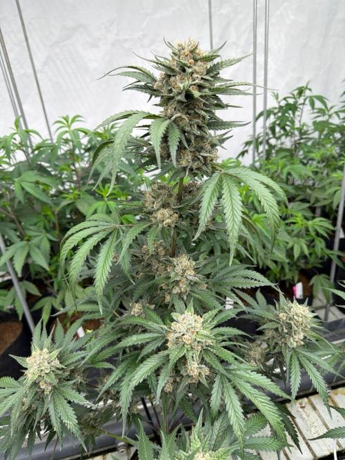 Cherry Cola RF3. Week 8