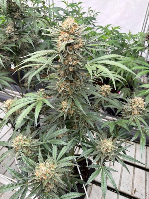 Cherry Cola RF3. Week 8
