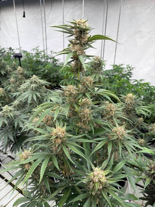 Cherry Cola RF3. Week 8