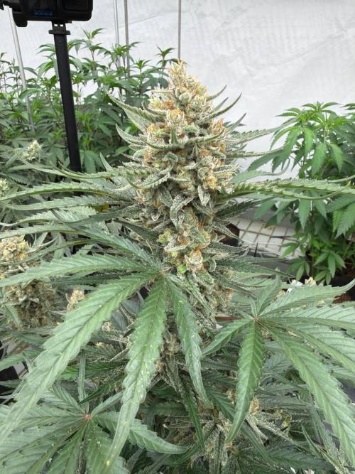Cherry Cola RF3. Week 8