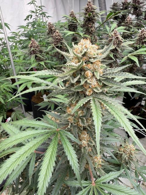 Cherry Cola Auto RF3. Week 8