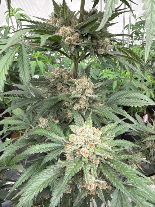Cherry Cola RF3. Week 8