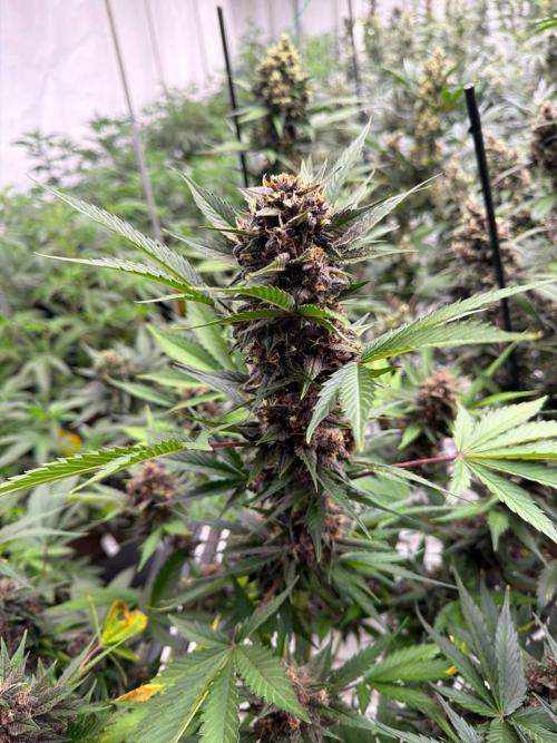Lemon Cherry Cookies. Week 8