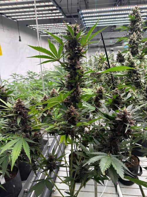 Lemon Cherry Cookies. Week 8