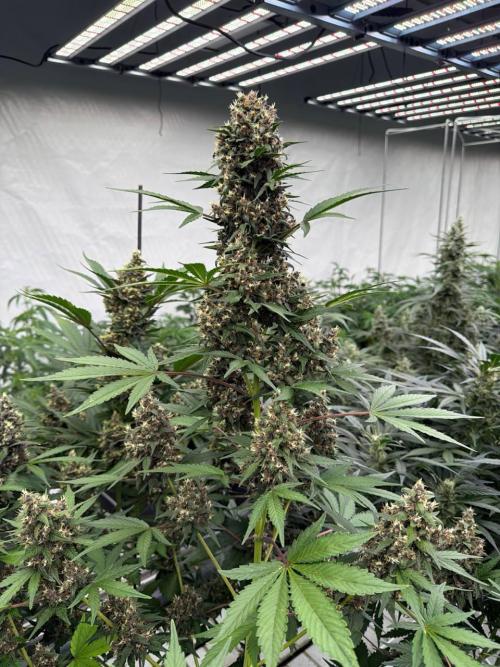 Lemon Cherry Cookies. Week 8