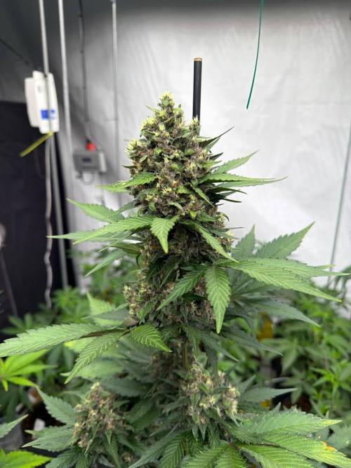 Lemon Cherry Cookies Auto. Week 8