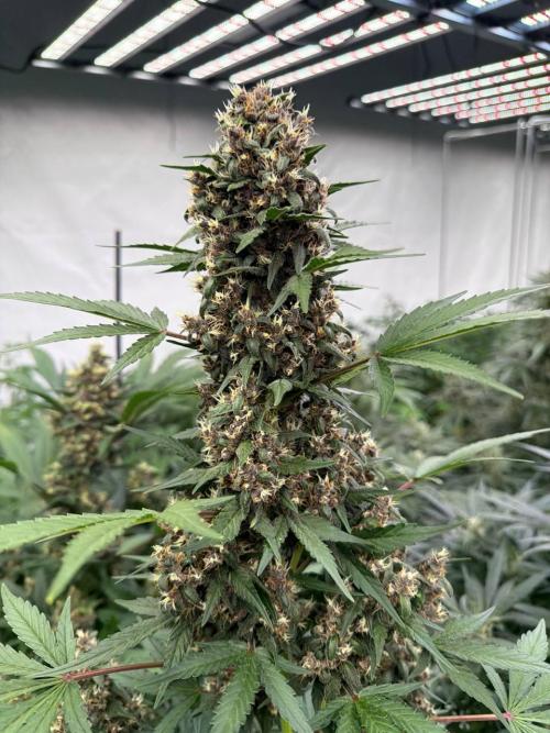 Lemon Cherry Cookies. Week 8