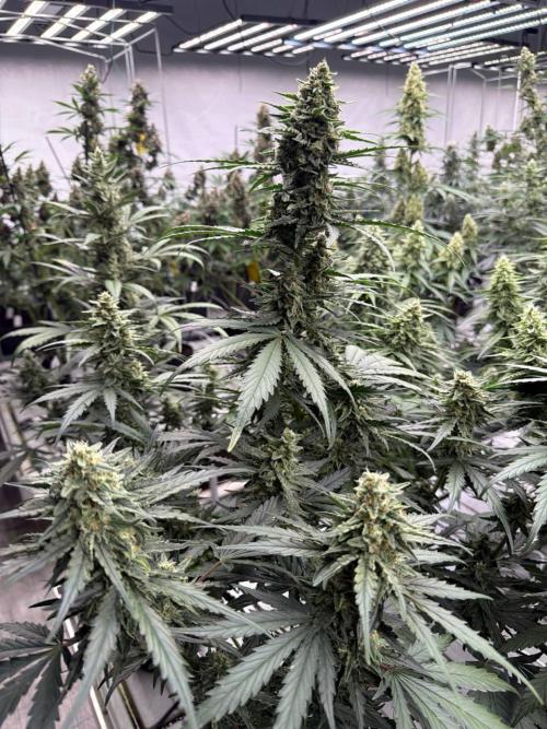 Apricot. Week 8