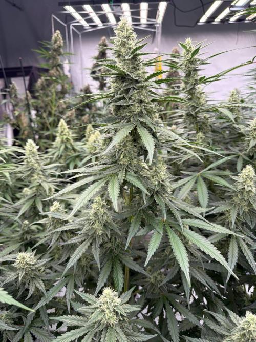 Apricot. Week 8