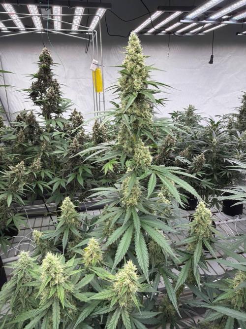 Apricot. Week 8