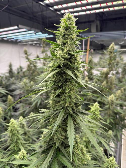 Apricot. Week 8