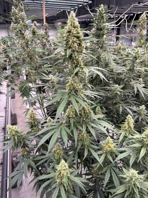 Apricot. Week 8