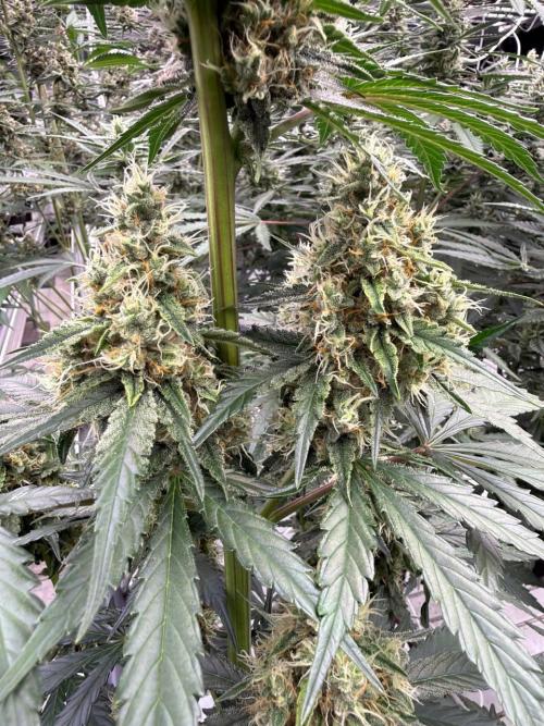 Apricot Auto. Week 8