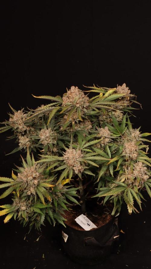 Cherry Cola RF3. Week 9