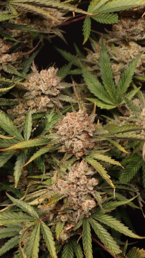 Cherry Cola RF3. Week 9