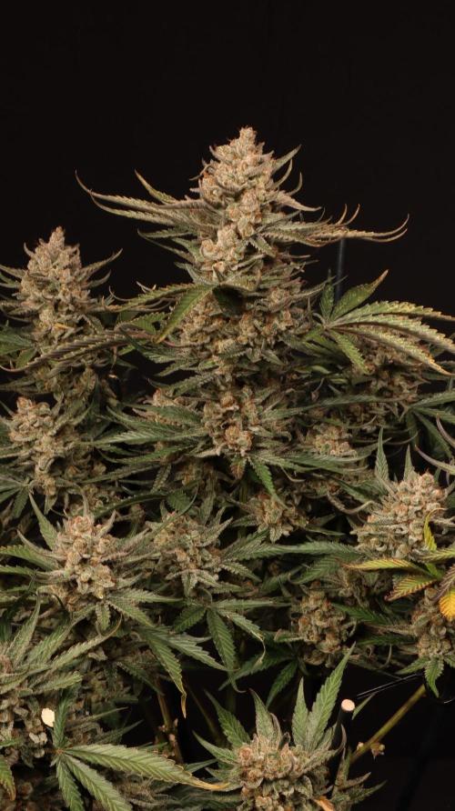 Cherry Cola RF3. Week 9