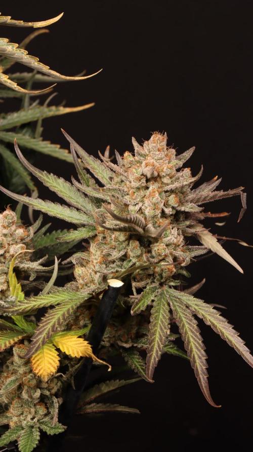 Cherry Cola RF3. Week 9
