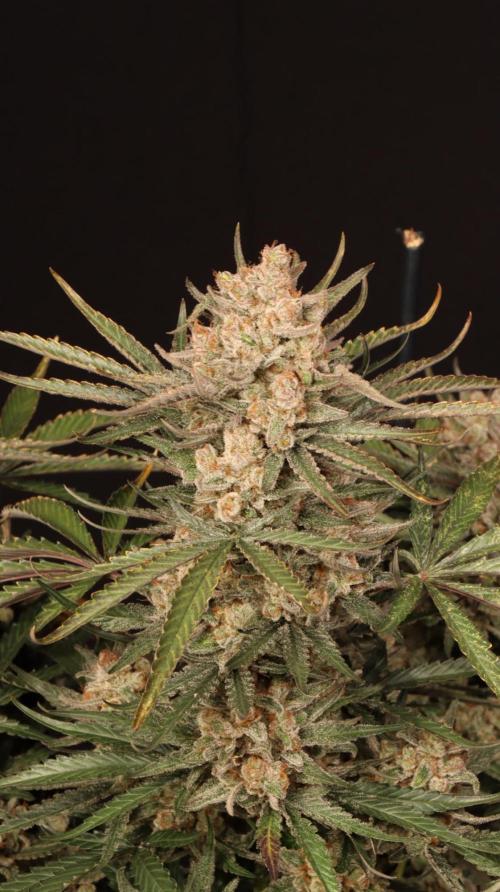 Cherry Cola RF3. Week 9