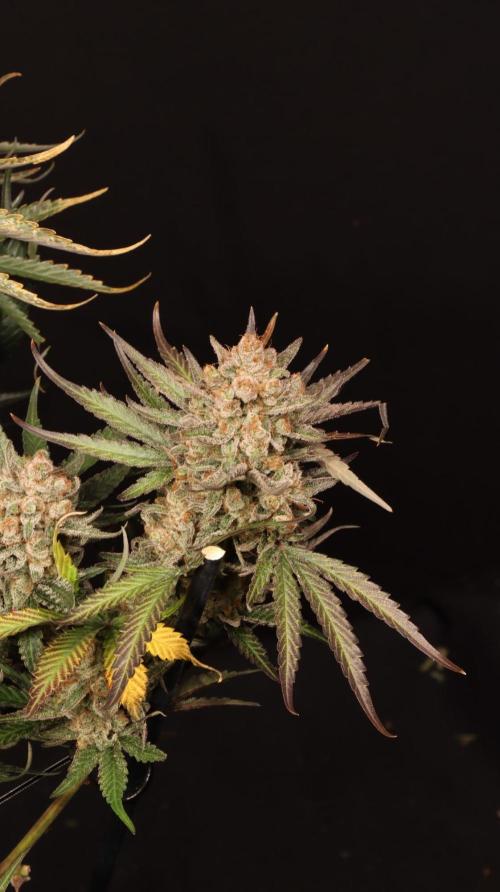 Cherry Cola RF3. Week 9