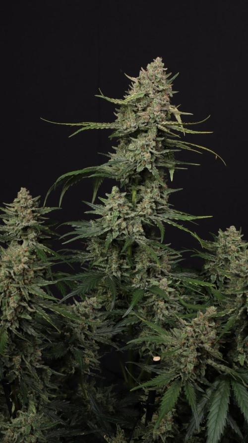 Apricot Auto. Week 9