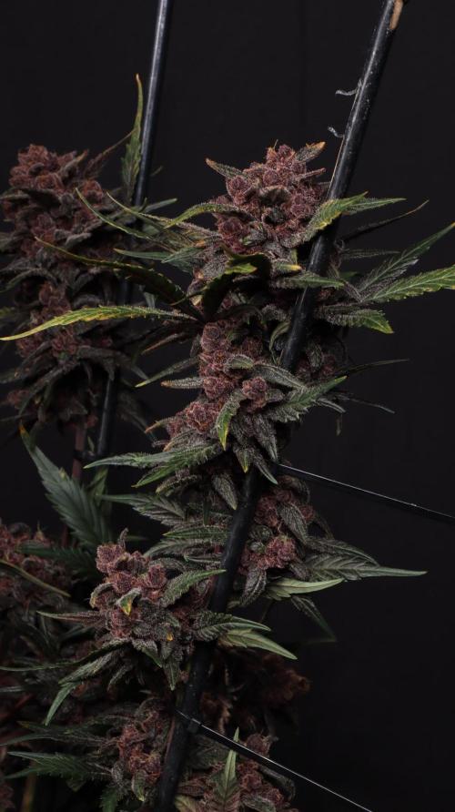 LSD-25 Auto. Week 9