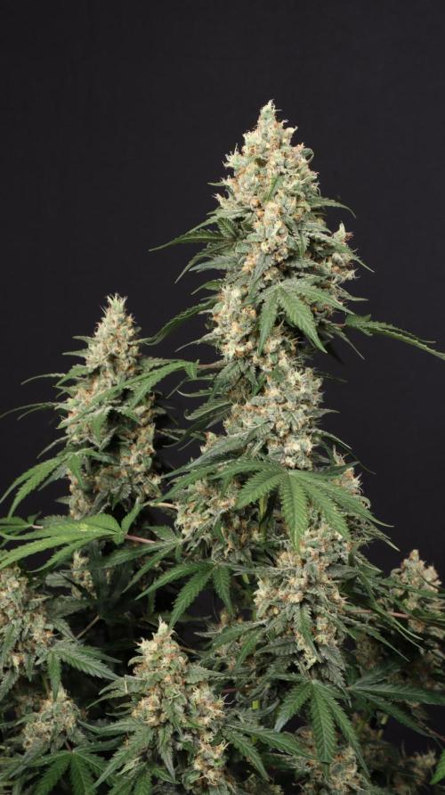 Amnesia Haze Auto. Week 9