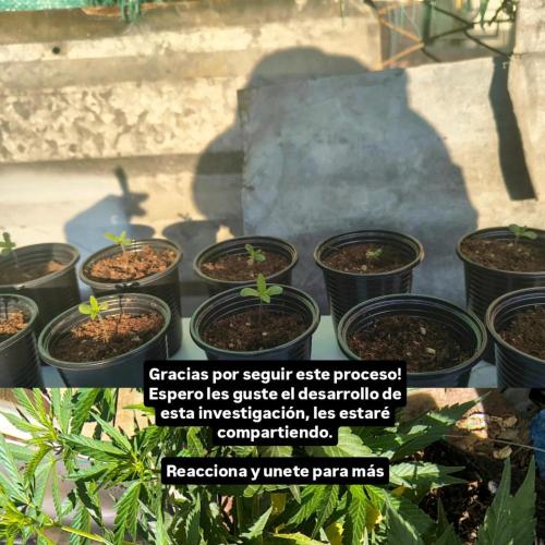Tierra Negra. Week 1