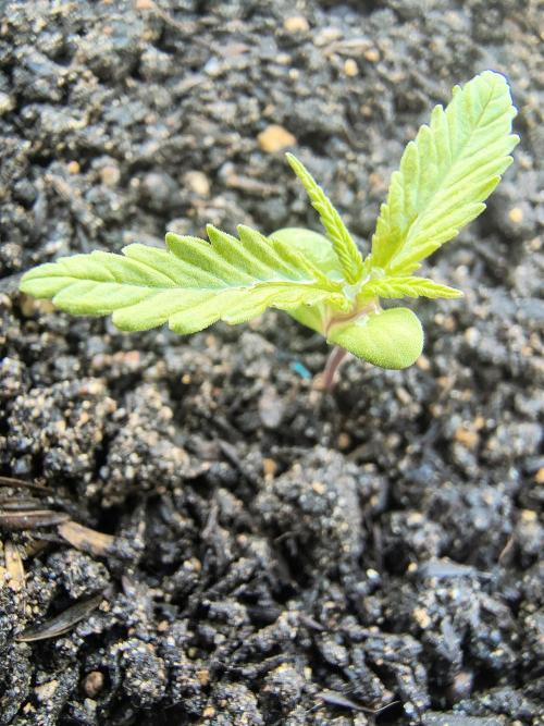 Tierra Negra. Week 2