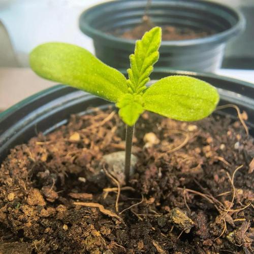 Punto Rojo V2 de Black Tuna. Week 1